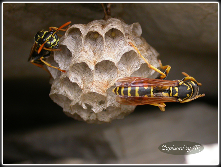 Polistes gallicus?